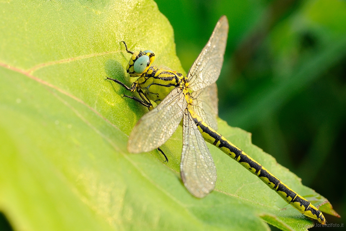 Gomphus flavipes.jpg
